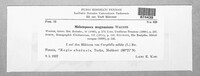 Melampsora magnusiana image
